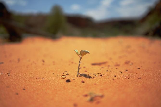 seedling sprouting in desert soil