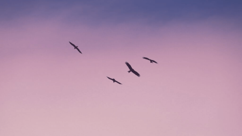 Birds flying in the sky at dusk