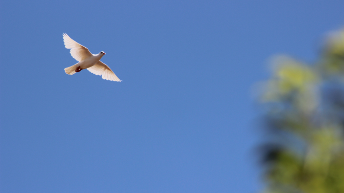 Dove flying through a blue sky
